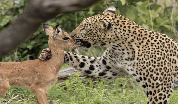 तस्वीरें : मादा चीता ने हिरण के बच्चे को मां की तरह किया दुलार, भरोसा जीतकर मार डाला
