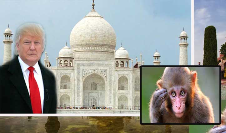 Trump के ‘दीदार-ए-ताज’ में बंदर ना मचाएं उत्पात, इसलिए Security में तैनात किए गए लंगूर