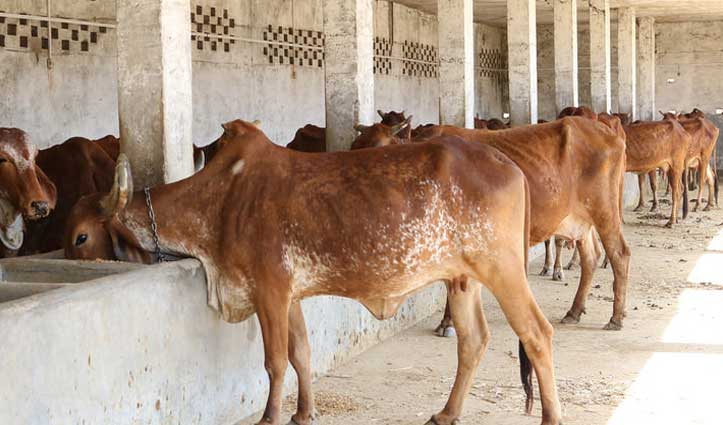 First indigenous cattle breed of Himachal registered at NBAGR