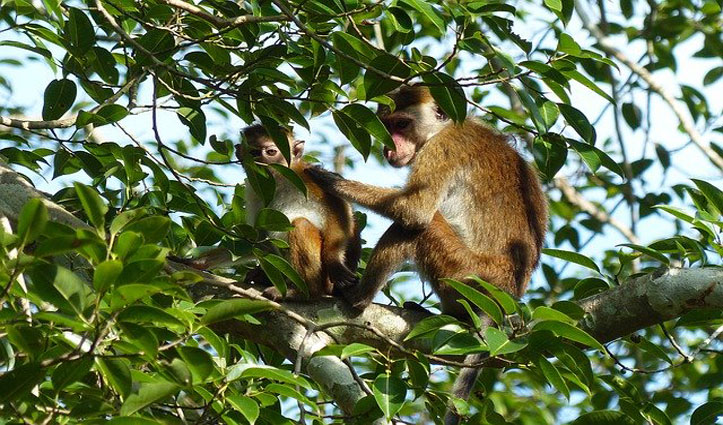 https://himachalabhiabhi.com/wp-content/uploads/2020/05/monkey-.jpg