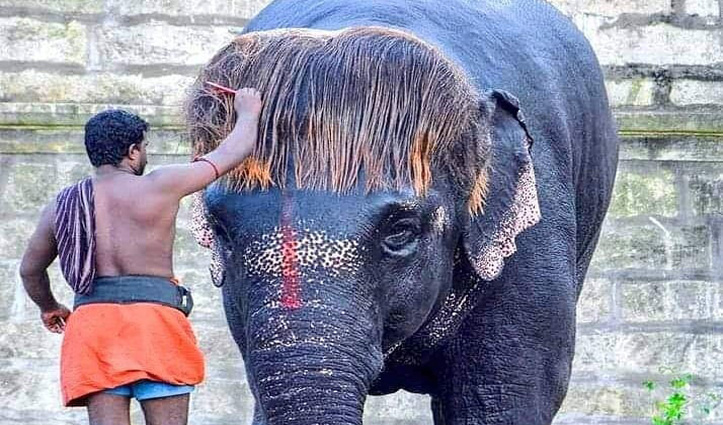 देखिए हथिनी का कमाल Hairstyle, सोशल मीडिया पर कर रहा Trend