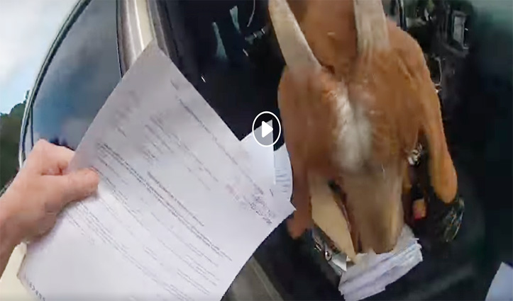 Video : पुलिस वाली की कार में घुसी बकरी, खाने लगी जरूरी पेपर, जानिए फिर क्या हुआ