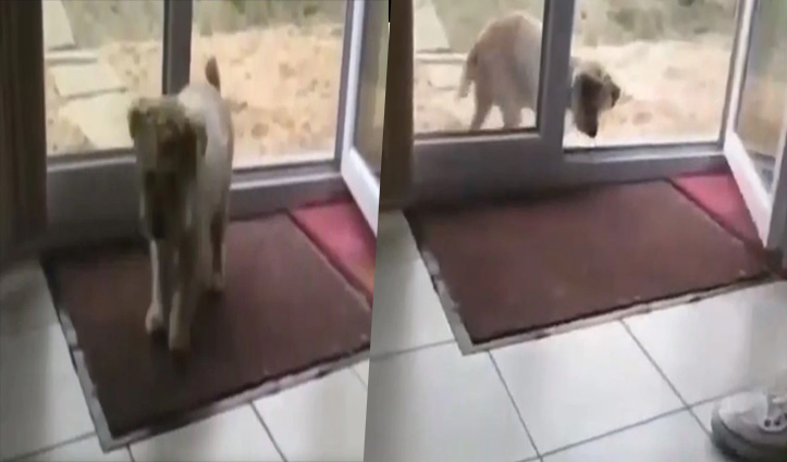 #Viral_Video : घर में घुसने से पहले Cute Puppy ने रगड़-रगड़ कर साफ किए पैर