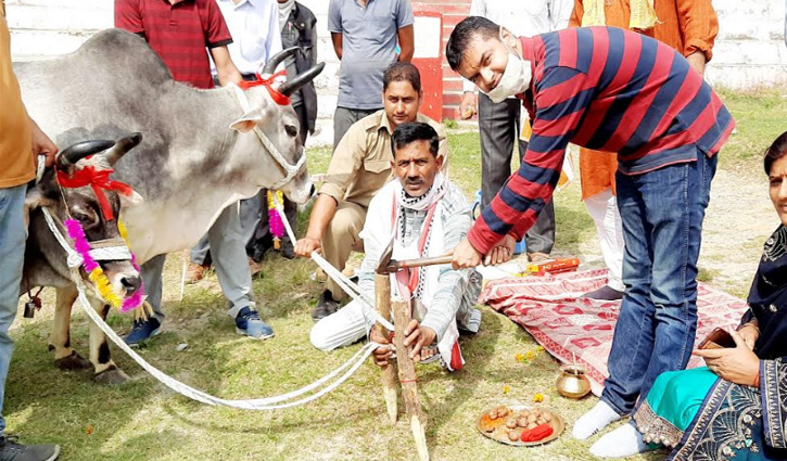 नलवाड़ मेला: खूंटी गाड बैलों की पूजा कर निभाई परंपरा