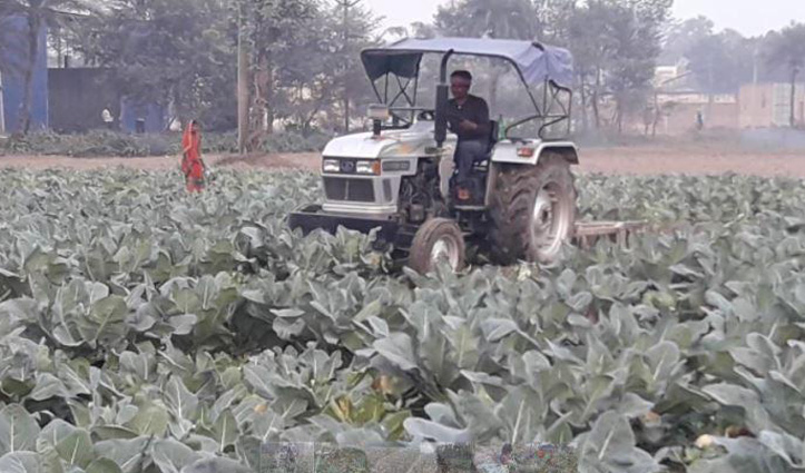 मंडी में एक रुपए किलो भी नहीं बिकी गोभी, #किसान ने Tractor चलाकर उजाड़ दी फसल