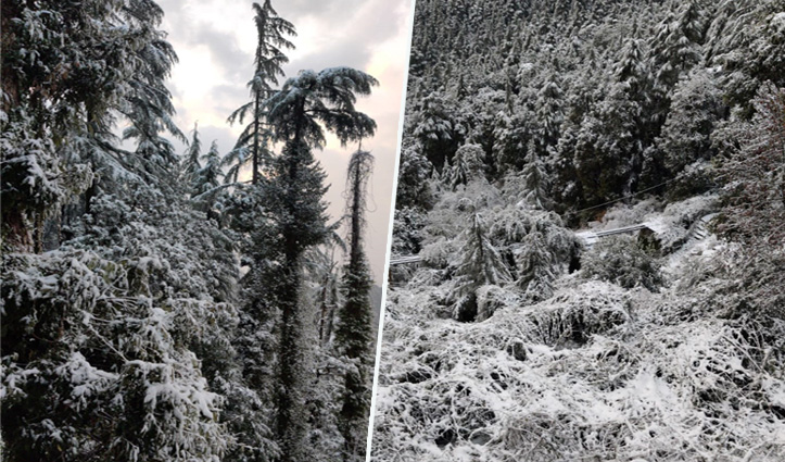 #Snowfall के बीच फंसे सभी पर्यटक सुरक्षित, Quick Reaction Team ने करेरी गांव पहुंचाए