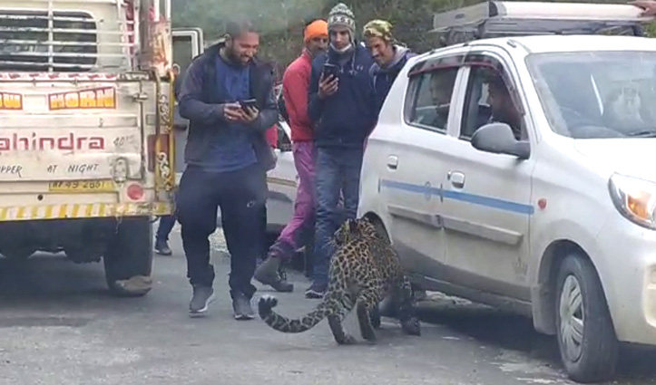 दिल थाम कर बैठिएः सड़क पर टहलने निकले तेंदुए ने की लोगों के साथ मस्ती