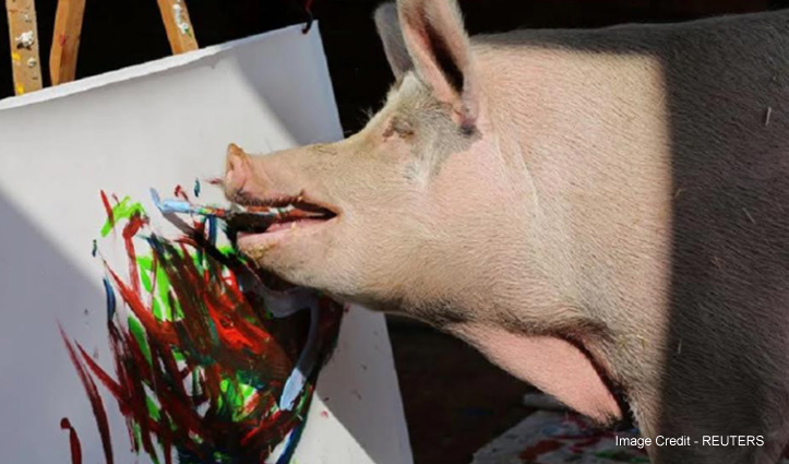 लाखों में बिकती है इस सूअर की बनाई पेंटिंग, बूचड़खाने से घर लाई थी मालकिन