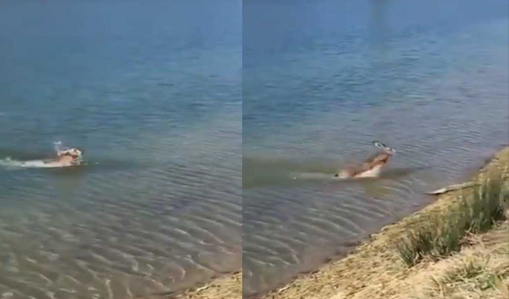 आपने कभी देखा है नदी में तैरता खरगोश, ये क्यूट वीडियो आपको जरूर आएगी पसंद