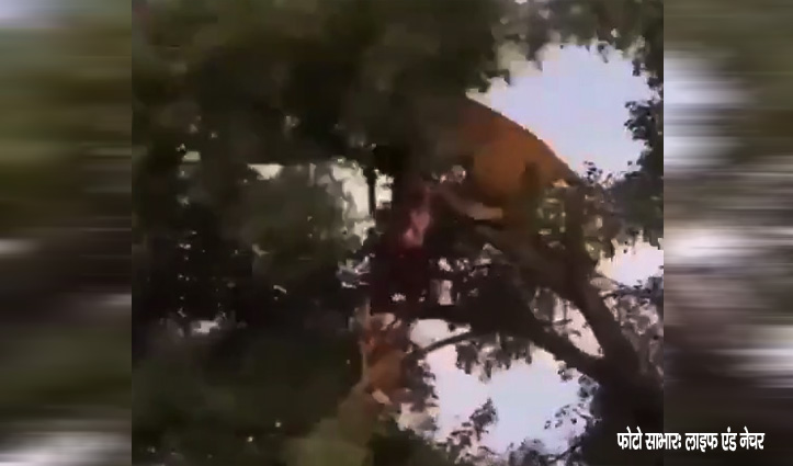 तेंदुए का शिकार छीनने को पेड़ पर चढ़ा शेर-Video में देखें आगे की कहानी