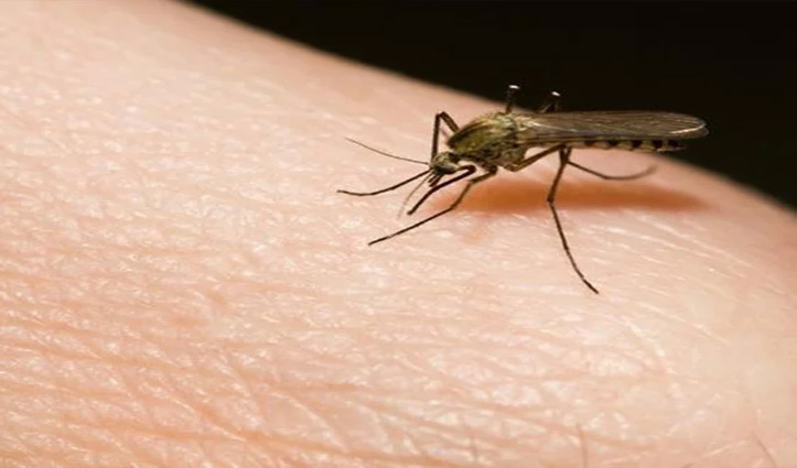 क्या आपको पता है खून चूसने वाला मच्छर कितने दिनों तक जीवित रहता है?