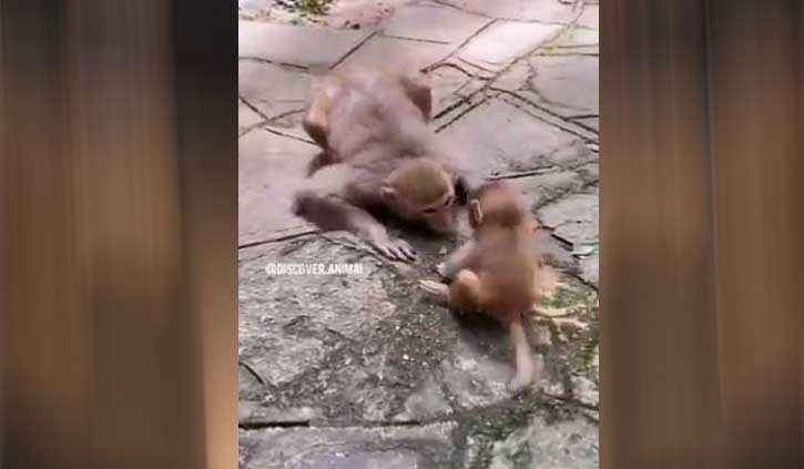 नन्हें बंदर की हरकत को देख चूमने लगी मां, वीडियो देखकर आप भी हो जाएंगे भावुक