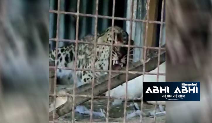 हिमाचल: सुंदरनगर के पलोहटा में तेंदुआ डकार गया 70 मुर्गियां, देखें वन विभाग ने कैसे किया रेस्क्यू