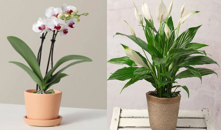 स्टडी रूम में लगाएं ये 4 पौधे, पढ़ाई में बढ़ेगा फोकस