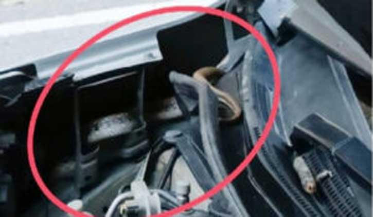 हिमाचल: गाड़ी में सांप ने डाला डेरा, शिक्षक संग करता है सफर