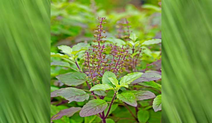 तुलसी का पौधा हरा-भरा रखने के आसान उपाय, पढ़ें पूरी खबर