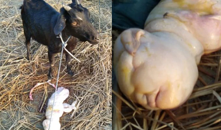 बकरी ने दिया इंसान जैसी शक्ल के बच्चे को जन्म, तस्वीर सोशल मीडिया पर वायरल