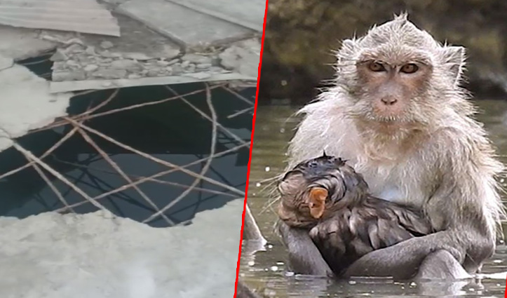 हिमाचल: जिस टैंक में नहा रहे बंदर, लोगों को वहीं पानी पिला रहा जलशक्ति विभाग