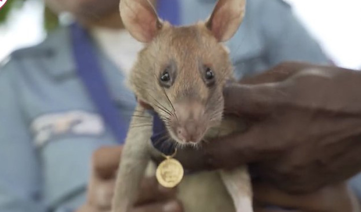 एक बहादुर चूहा, जिसने पांच साल में हजारों लोगों की बचाई जान