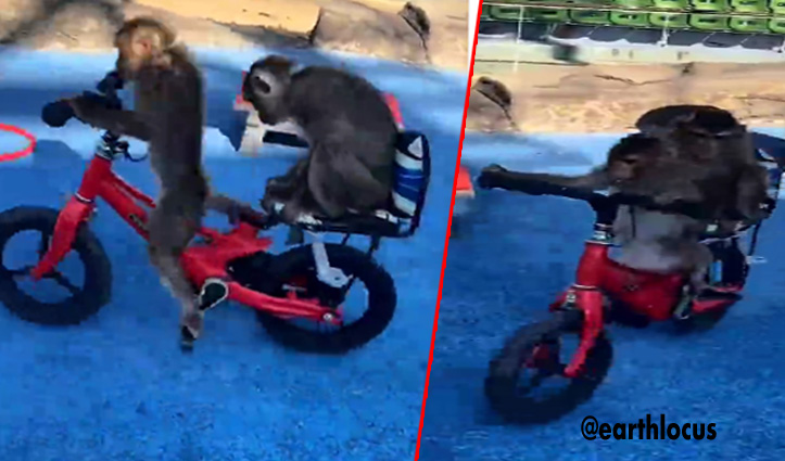 बंदर ने शानदार तरीके से चलाई साइकिल, वीडियो देख रह जाएंगे दंग
