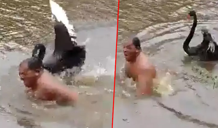 तालाब में नहाते शख्स पर पक्षियों ने किया हमला, यहां देखें यह फनी वीडियो, छूट जाएगी हंसी