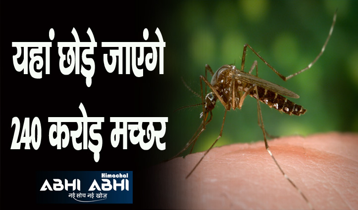 डेंगू और जीका जैसी बीमारी को खत्म करेंगे मच्छर, ये होगा असर