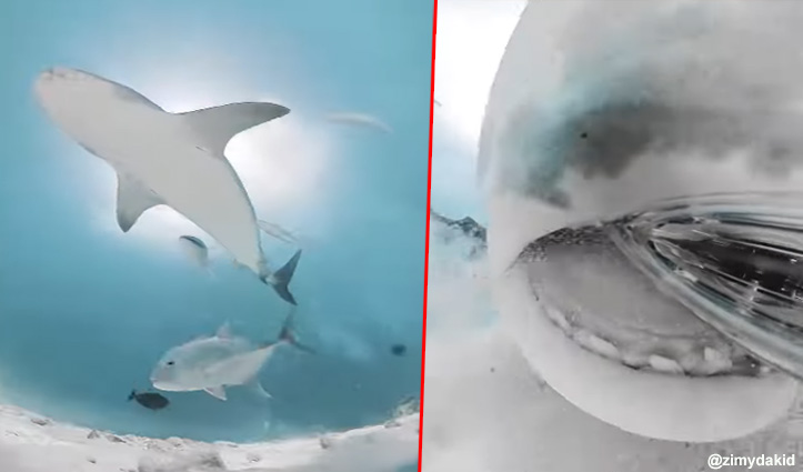शार्क ने चबाया कैमरा, मुंह के अंदर दिखा कुछ ऐसा नजारा