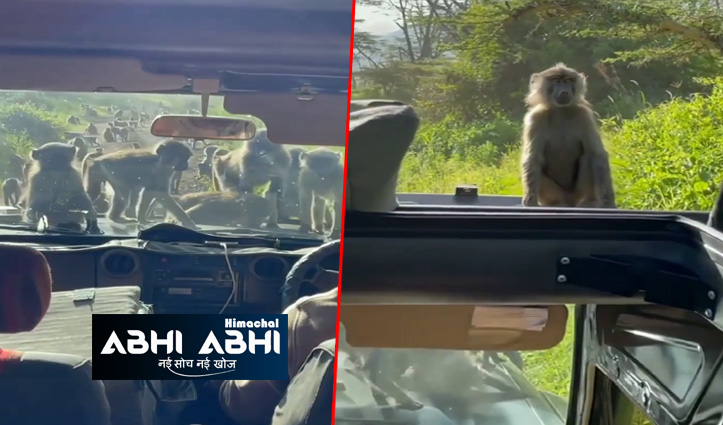 बंदरों की फौज ने घेर ली पर्यटकों की जीप और मचाने लगे धमाल