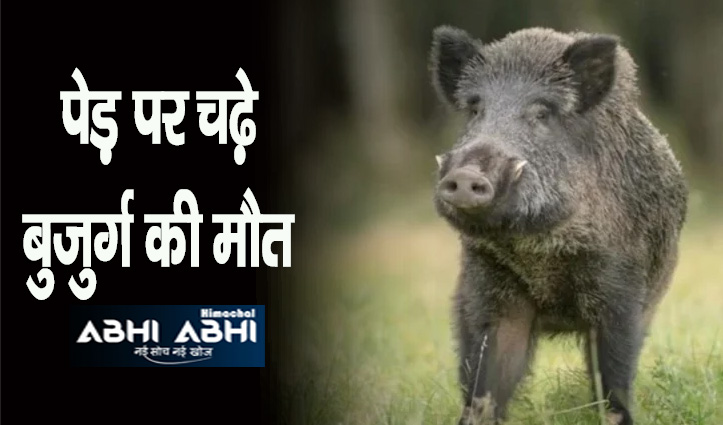 हिमाचलः खेतों में भेड़-बकरियां चरा रहे व्यक्ति पर सुअर ने किया हमला