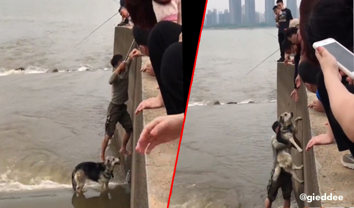 कुत्ते को बचाने के लिए गहरे पानी में कूद गया युवक, देखें वायरल वीडियो