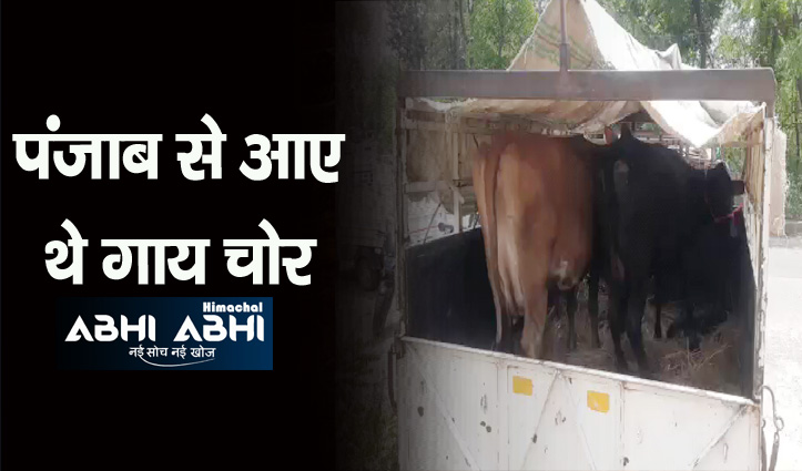 हिमाचलः सड़क किनारे घास चर रही गाय को चुरा लेकर जा रहे थे , लोगों ने धर लिया