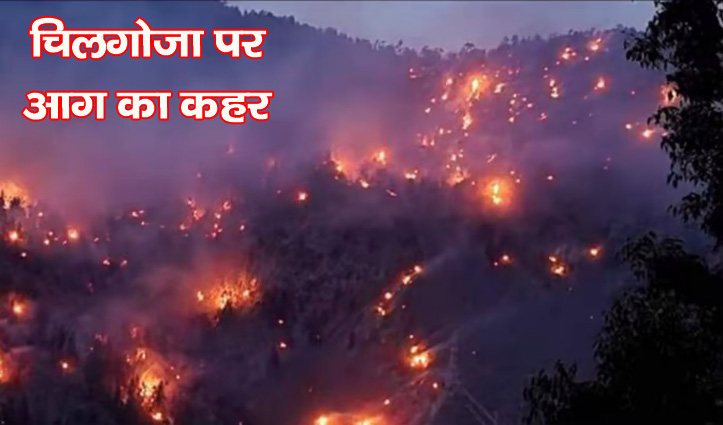 हिमाचल: चिलगोजा के एकमात्र जंगल का मिट रहा नामोनिशान, आग ने तीन दिन में जला दिए सैंकड़ों पेड़