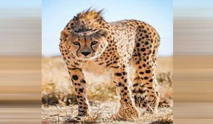 Cheetah