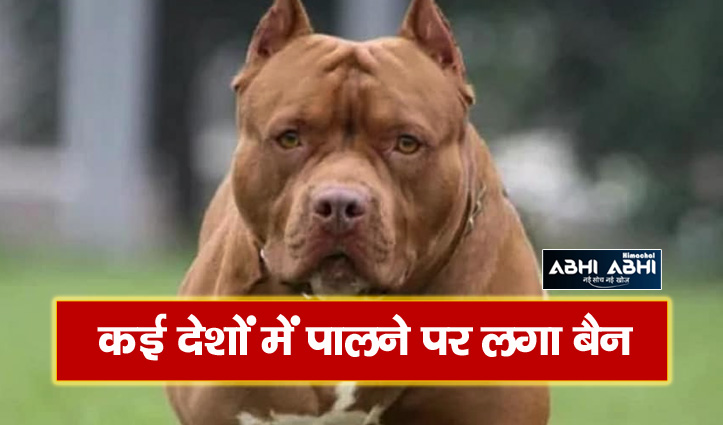 Duniya ke sabse cheap khatarnak dogs