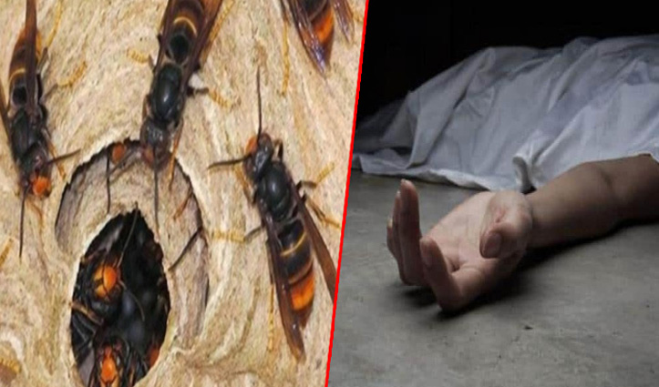 Mother and daughter died in Rampur due to the attack of bees