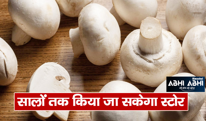 white-sauce-powder-will-be-made-from-mushroom-in-himachal-work-started