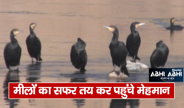 migratory birds have knocked in the Chhoti Kashi Mandi