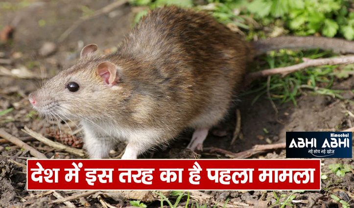 rats-death-became-a-topic-of-discussion-in-badaun