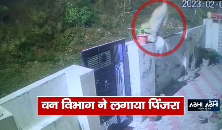 हिमाचल: घर से कुत्ते को दबोच कर ले गया तेंदुआ, सीसीटीवी में कैद हुई घटना; देखें वीडियो