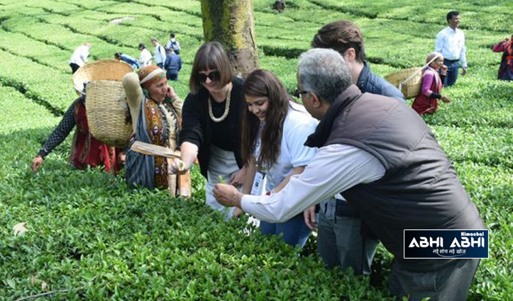 जी-20 के डेलीगेट्स पहुंचे चाय बागान में-कांगड़ा चाय का उठाया लुत्फ-Video