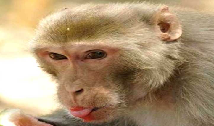 श्रीलंका से एक लाख बंदर खरीदेगा चीन, आखिर क्या है इसके पीछे वजह, पढ़े