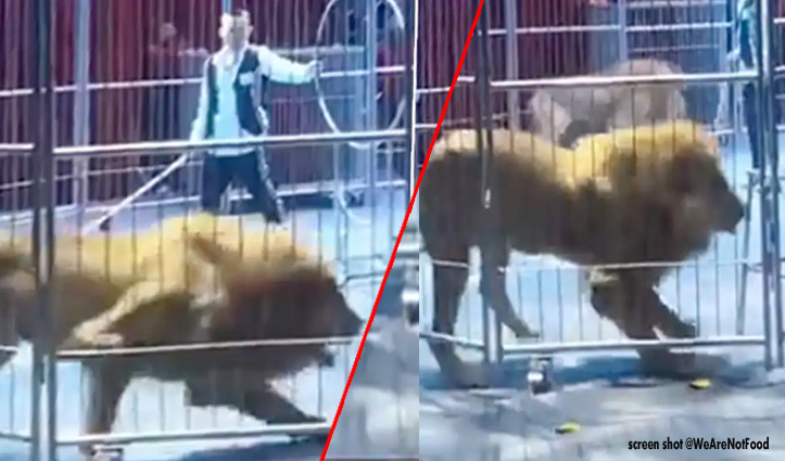 खतरनाक वीडियो-सर्कस के शो के दौरान बाड़े से निकले दो शेर, दर्शकों में मची भगदड़