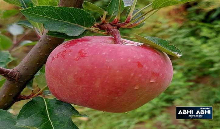 बदलते मौसम की मार: हिमाचल में सेब का उत्पादन कम होने की आशंका