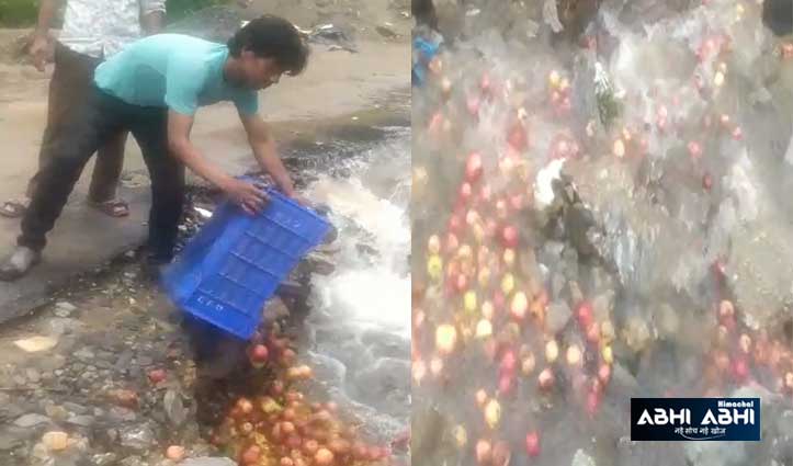 बागबान ने नाले में बहा दिए सेबः वीडियो हुआ वायरल , जयराम ने सरकार पर साधा निशाना