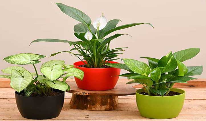 Indoor Plants