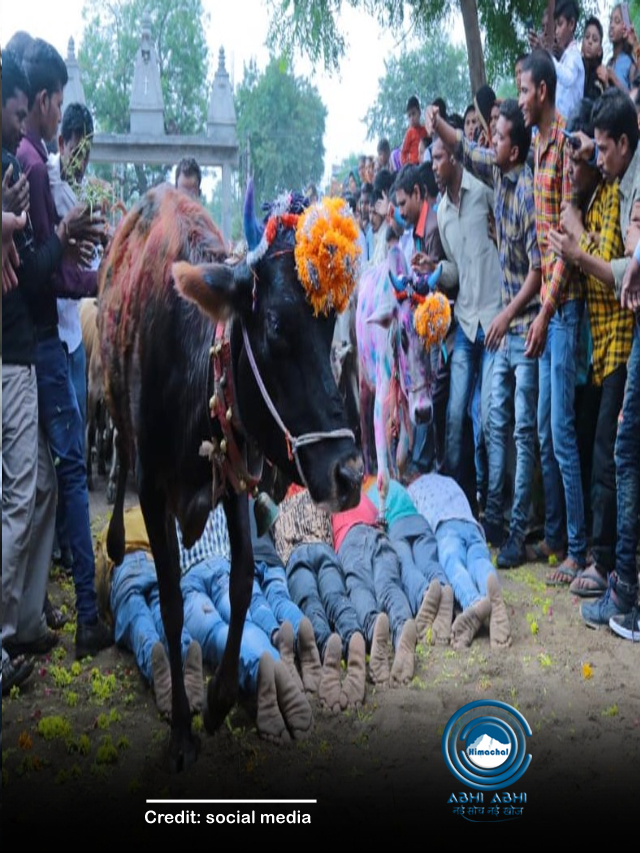 भारत में एक ऐसी जगह जहां गोवर्धन पूजा के नाम पर होता है मौत का खेल