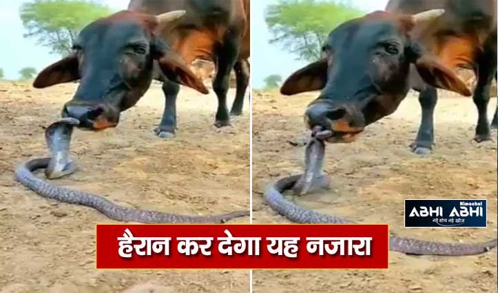 गाय के असीम प्रेम ने जहरीले किंग कोबरा को भी कर दिया फना, हैरतअंगेज VIDEO