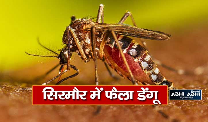 सिरमौर में डेंगू से 26 साल के युवक की मौत, जिले में 530 से ज्यादा केस