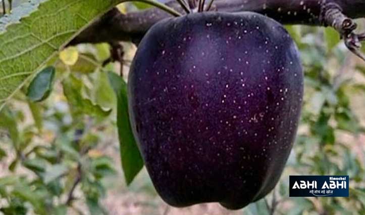 नाम ब्लैक डायमंड, एक सेब की कीमत 500 रु; जानें क्यों है इतना महंगा?