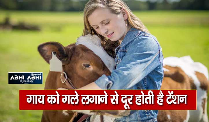cow cuddling therapy people spend thousands to hear the heartbeat of a cow